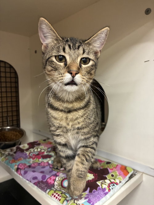 Leo, a cat for adoption from Dallas Cat Rescue dba Cat Matchers