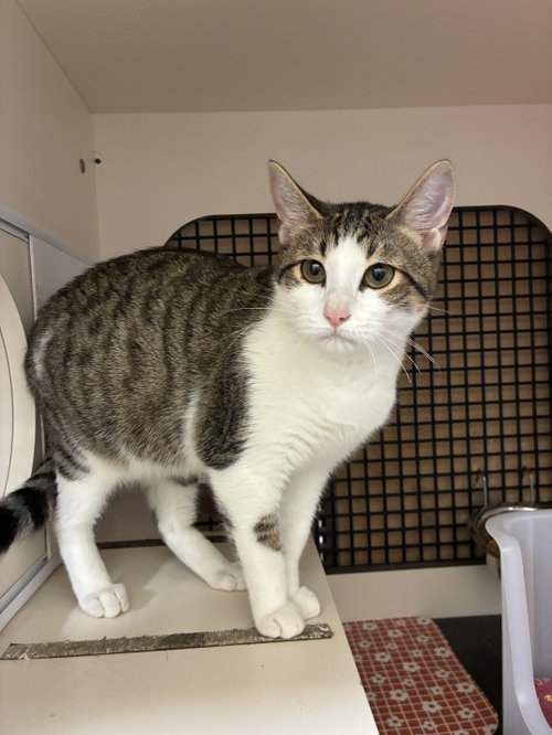 Tiny, a cat for adoption from Dallas Cat Rescue dba Cat Matchers