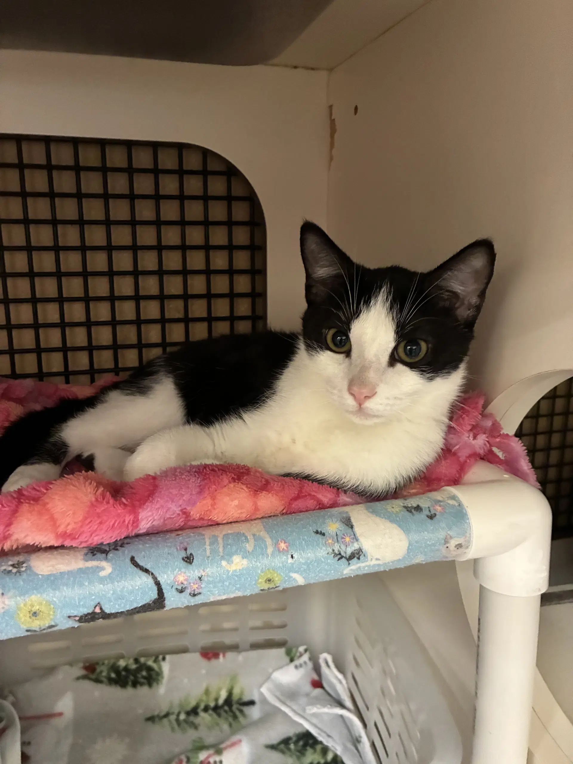 Yoshi - Domestic Short Hair