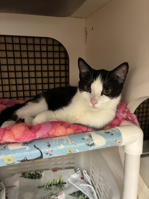 Yoshi, a cat for adoption from Dallas Cat Rescue dba Cat Matchers