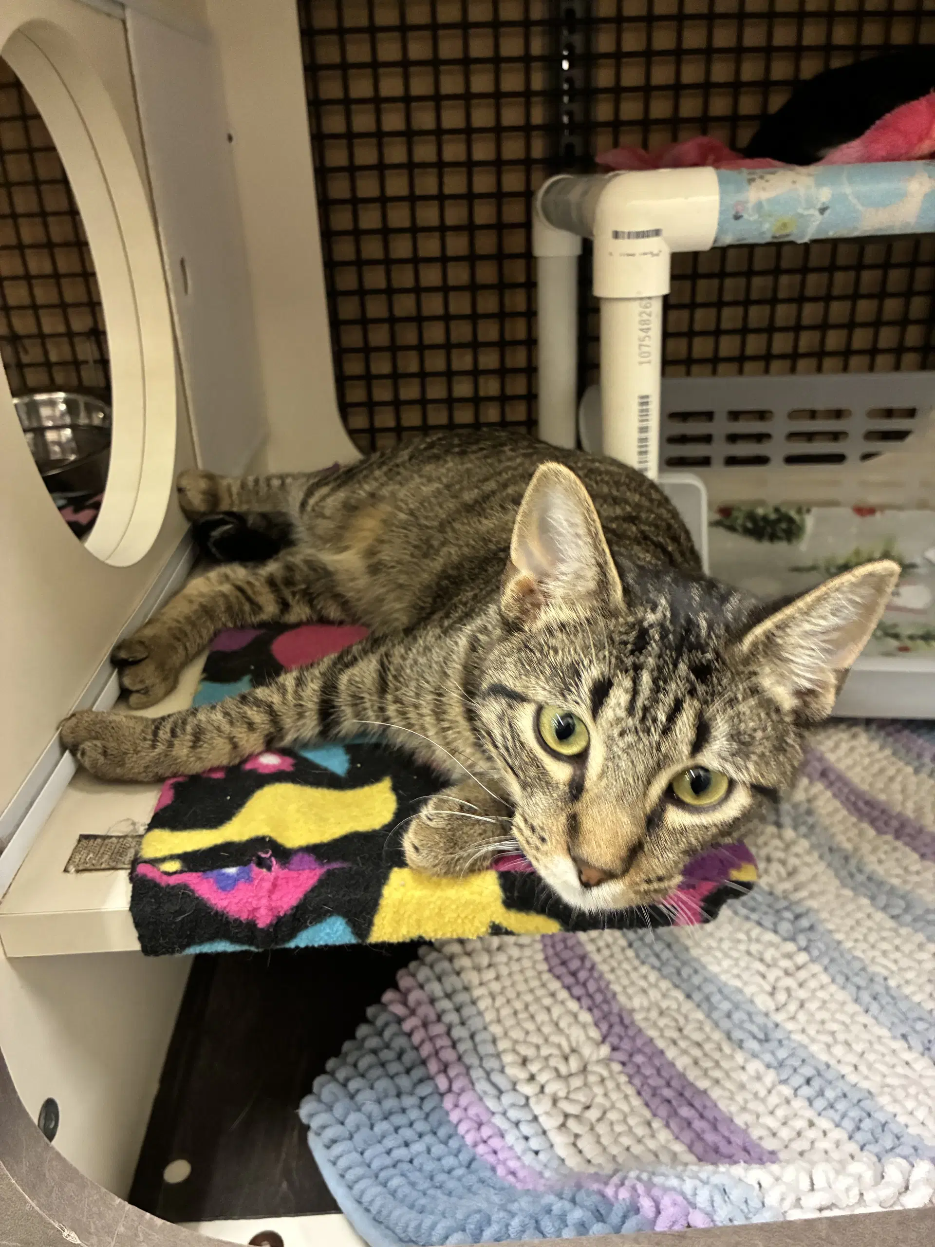 Stink - Tabby