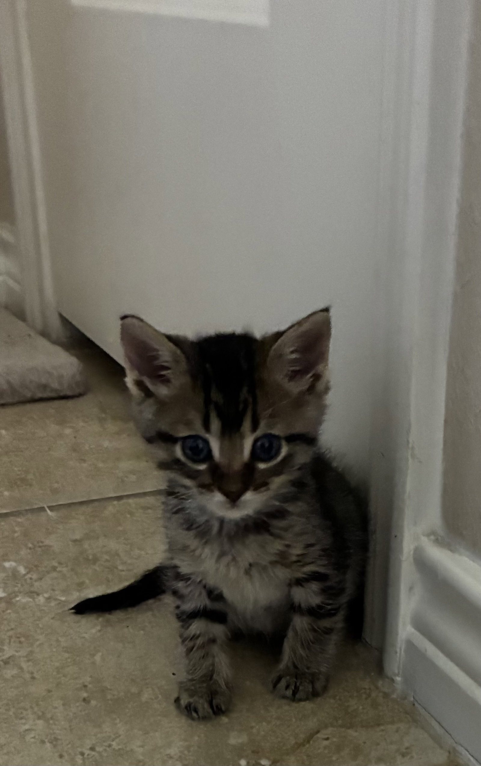 Buzz R, Domestic Short Hair