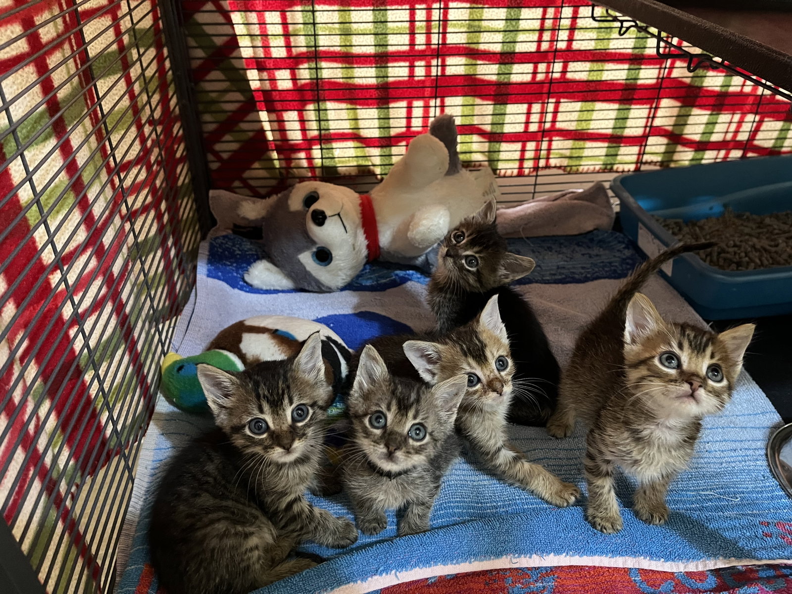 Toy Story bunch 2, Domestic Short Hair
