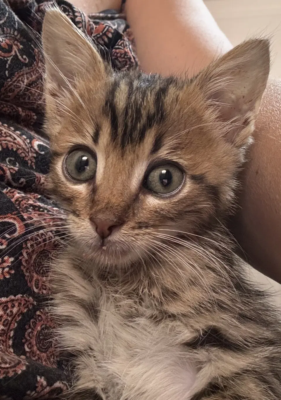 Toy Story Bunch - Domestic Short Hair