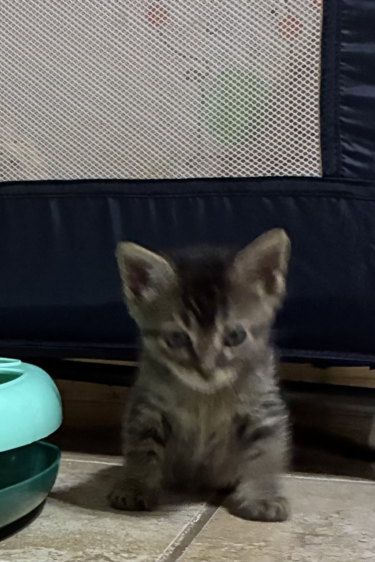 Toy Story bunch 5, Domestic Short Hair