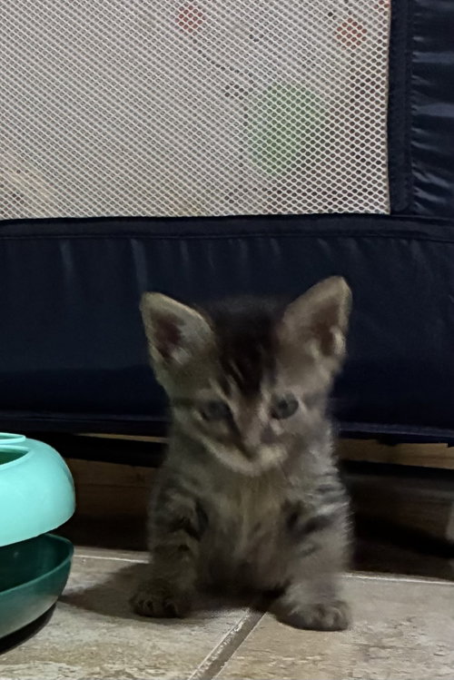 Toy Story bunch 5, a cat for adoption from Dallas Cat Rescue dba Cat Matchers