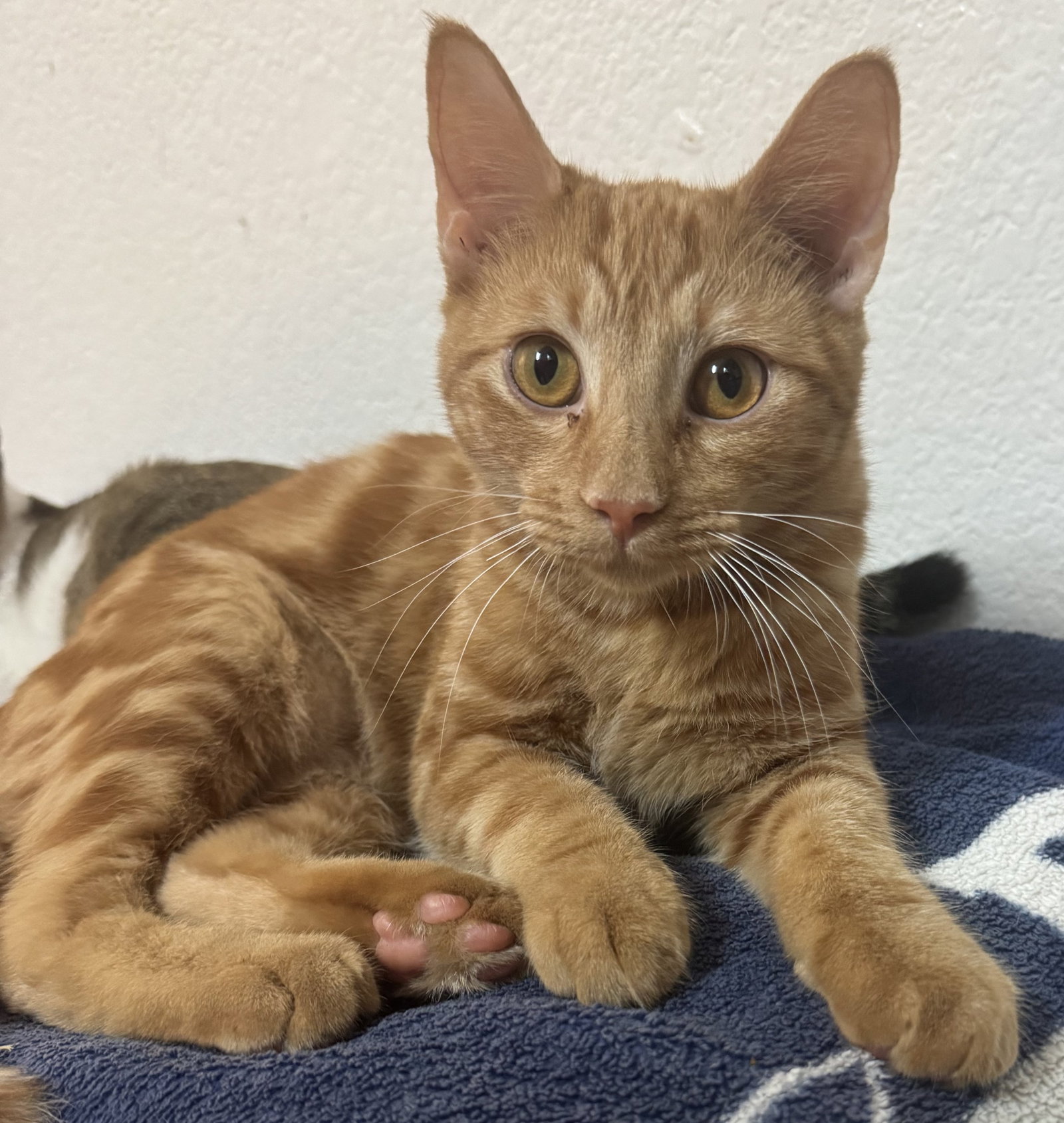 Rusty, Domestic Short Hair