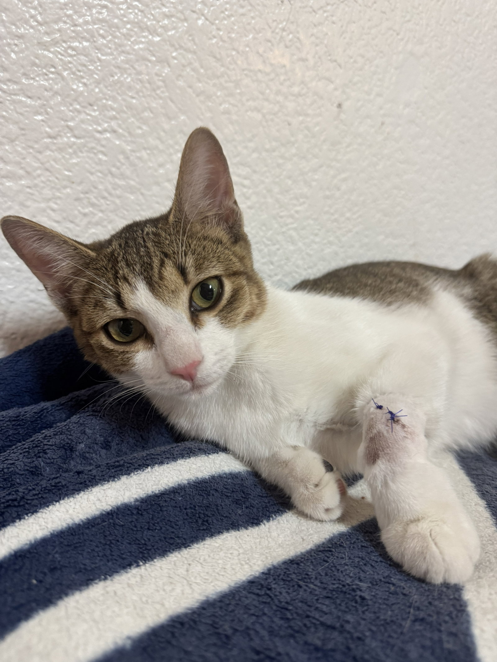 Astro, Domestic Short Hair