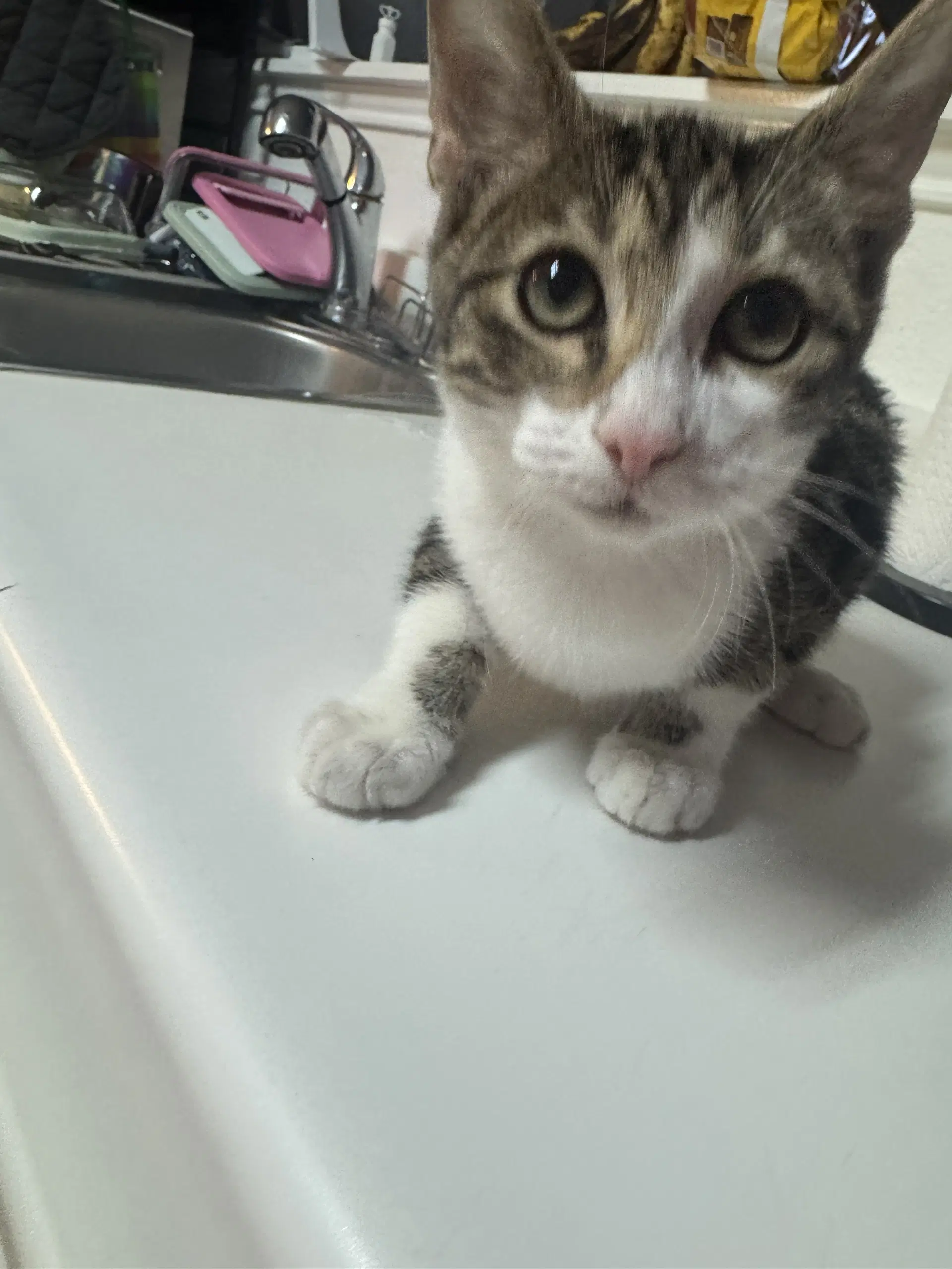 Jinxie - Domestic Short Hair
