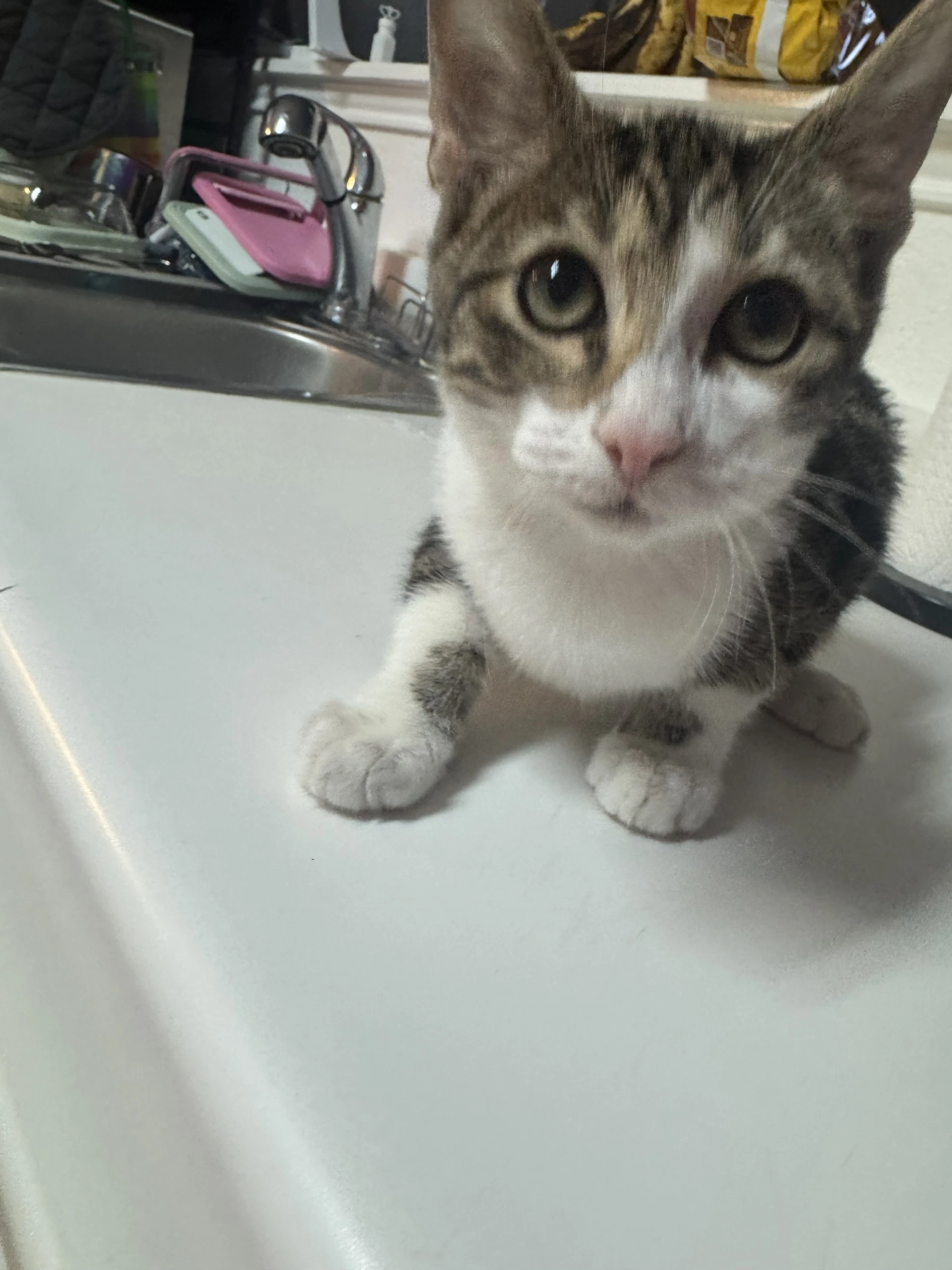 Jinxie