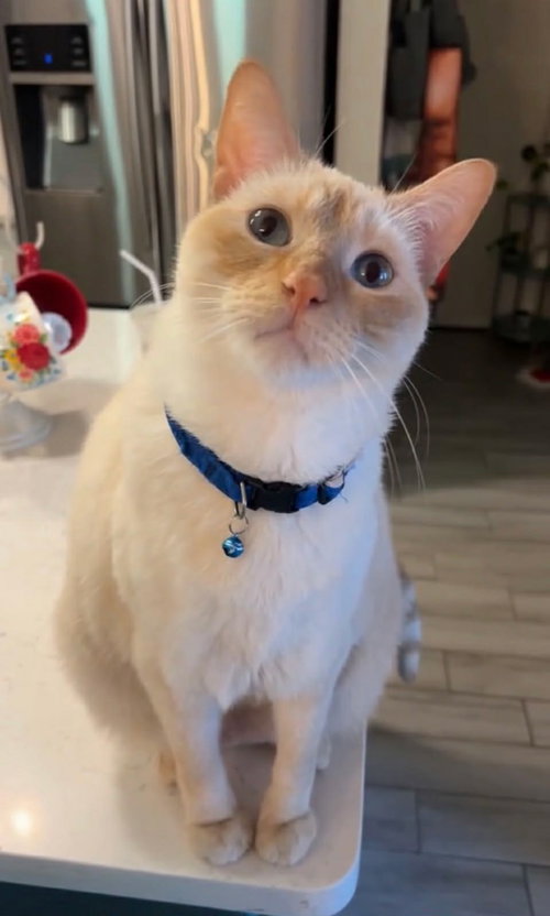 Gravy, a cat for adoption from Dallas Cat Rescue dba Cat Matchers
