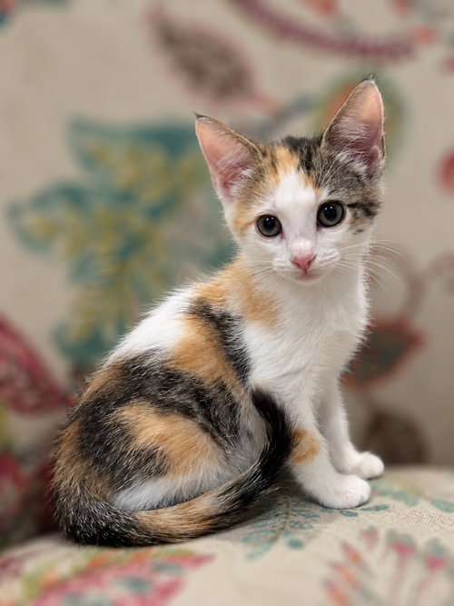 Jiffy Pop, a cat for adoption from Dallas Cat Rescue dba Cat Matchers