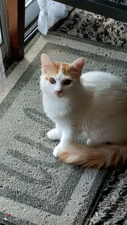 Lucy, a cat for adoption from Dallas Cat Rescue dba Cat Matchers