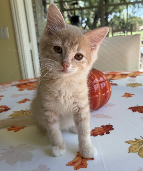 Elmo, Domestic Medium Hair (medium coat)