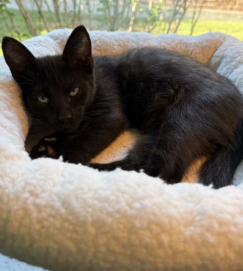 Jon-Jon, Domestic Short Hair (medium coat)
