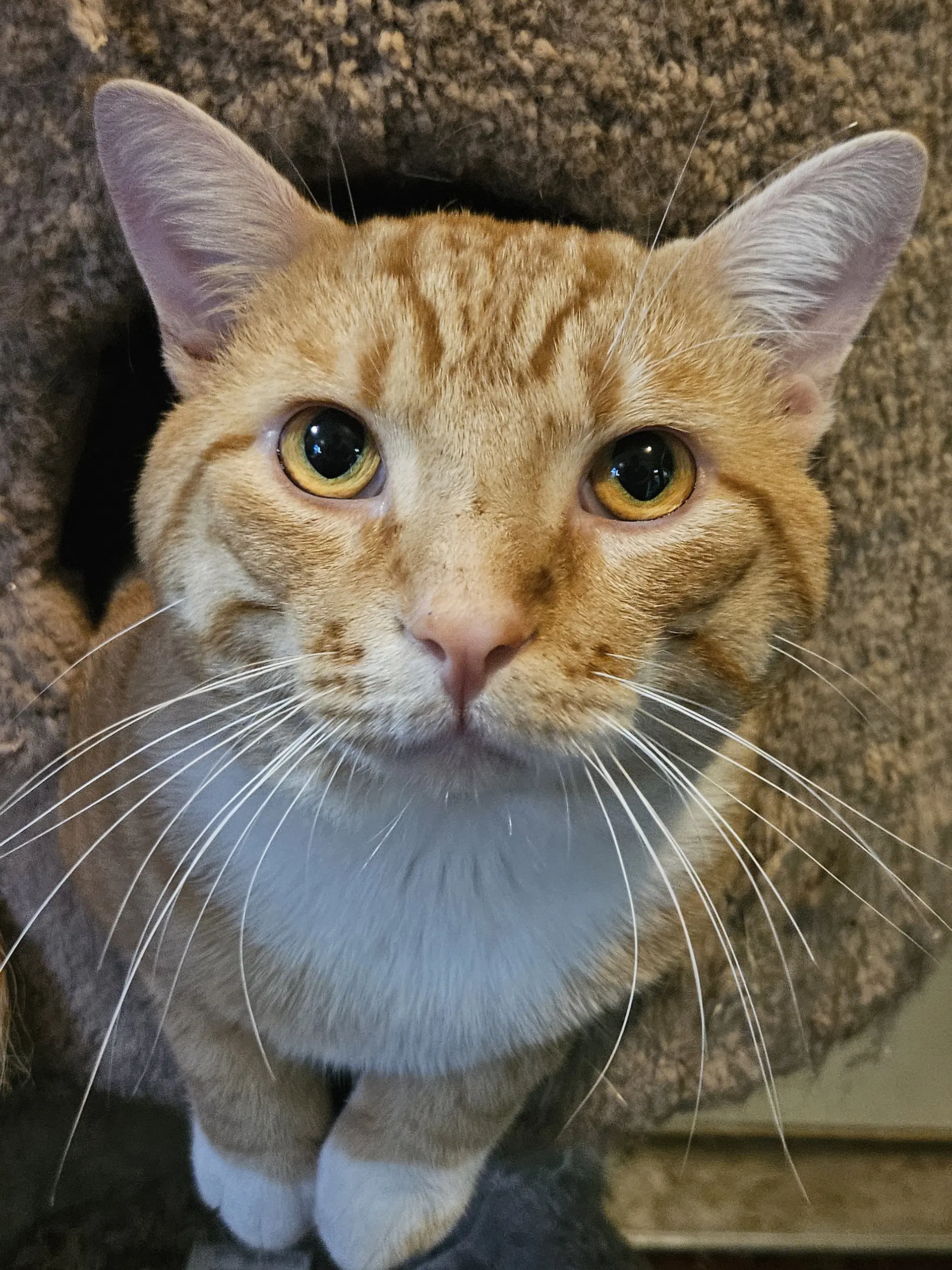 Capy - Domestic Short Hair