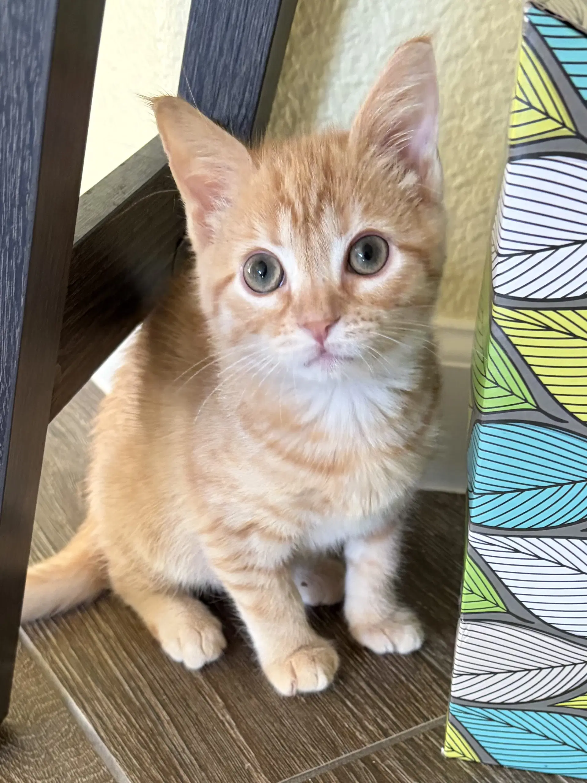 Evander - Tabby