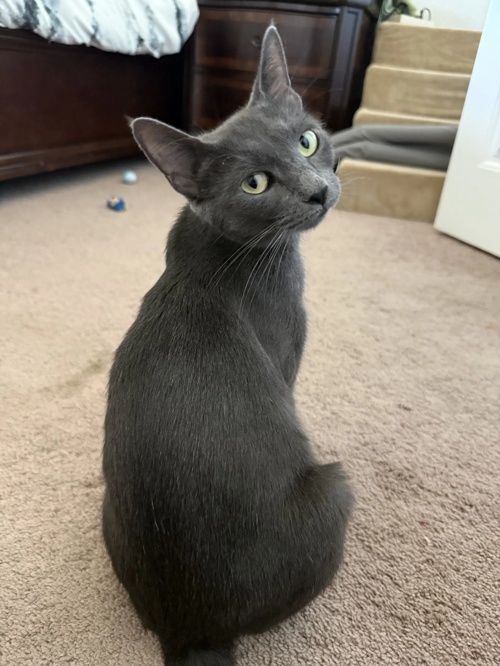 Natasha - Russian Blue