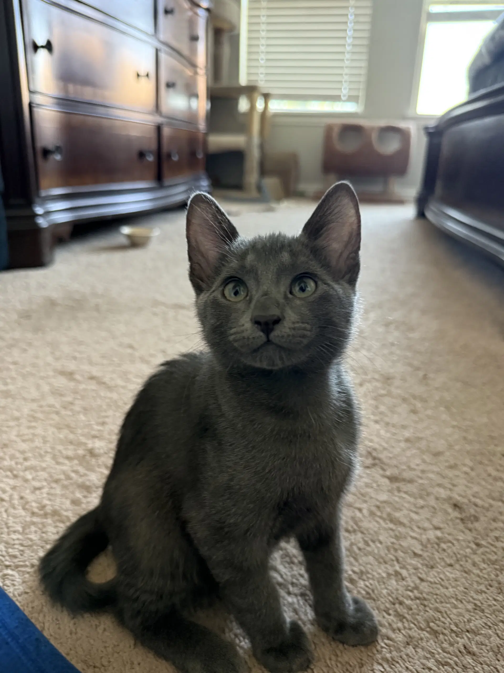 Dimitry - Russian Blue