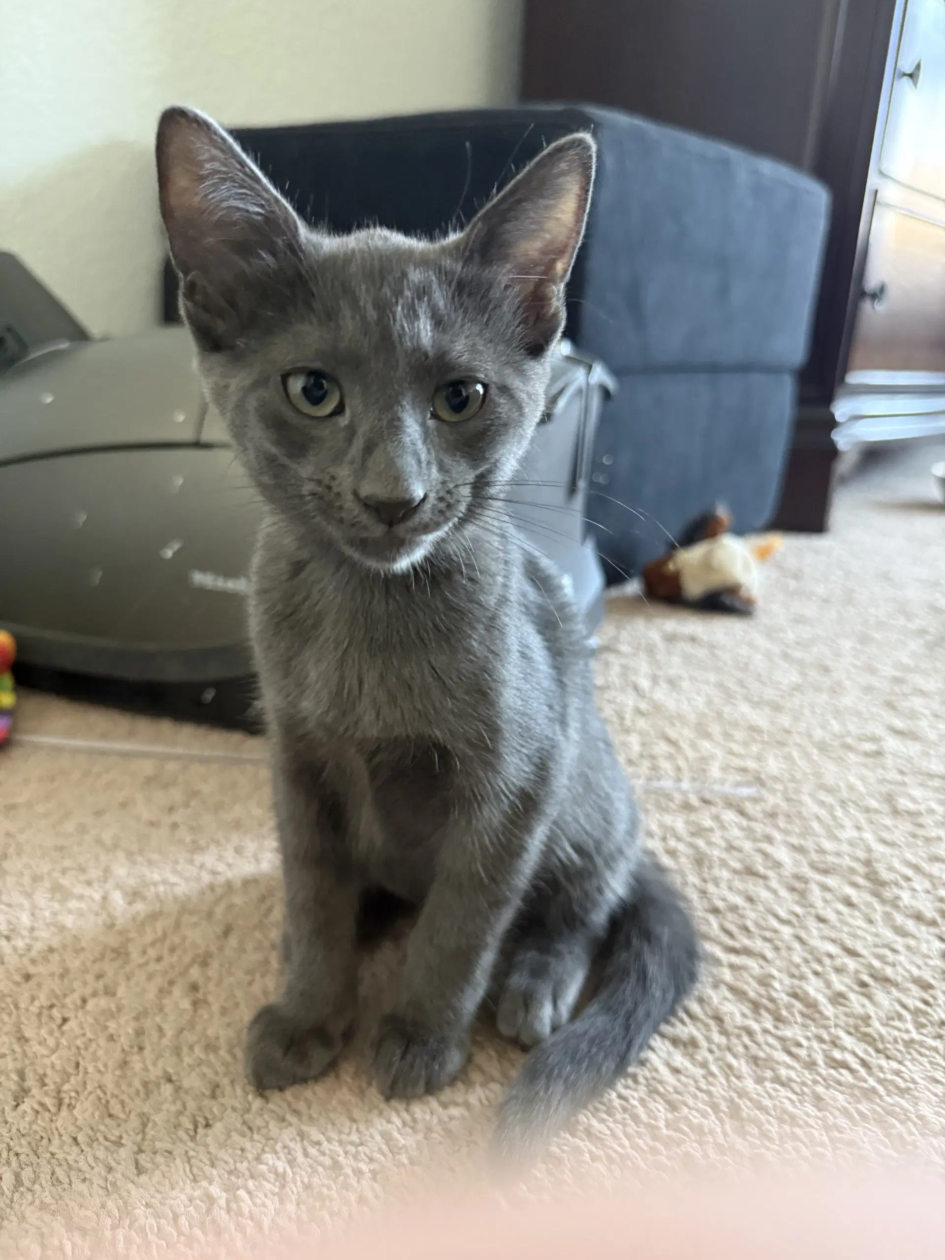 Dimitry - Russian Blue