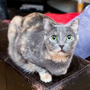 adoptable Cat in Dallas, TX named Monica