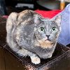 adoptable Cat in  named Monica