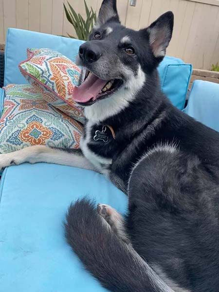 LANCER - German Shepherd Dog / Husky available for adoption