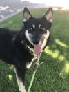 Lancer - Photo 4