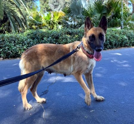 FIONA - Belgian Shepherd Malinois available for adoption