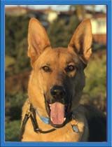 Dodger Image