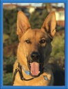 Dodger - Photo 1