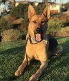 Dodger - Photo 2