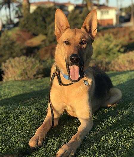 DODGER - German Shepherd Dog available for adoption