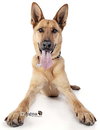 Dodger - Photo 3