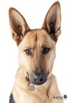 Dodger - Photo 4