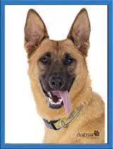 Nicki - German Shepherd Dog