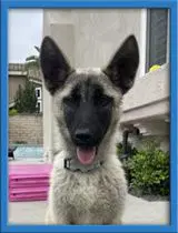 Bandit - German Shepherd Dog