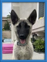 Bandit