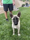Bandit - Photo 2