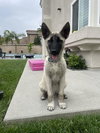 Bandit - Photo 4