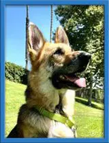 Rex - German Shepherd Dog