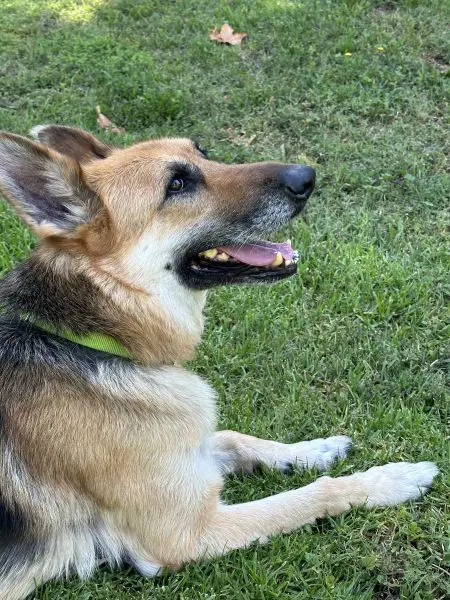 Rex image 2