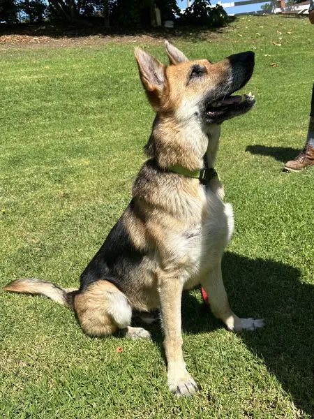 Rex image 3