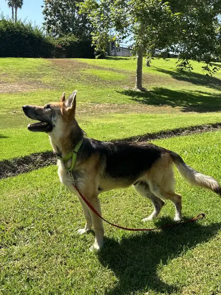 Rex image 4