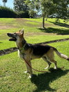 Rex - Photo 4
