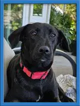 Thelma - Labrador Retriever