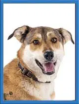 Biscuit - German Shepherd Dog