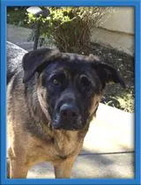 Bandit - German Shepherd Dog