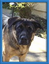 Bandit - Photo 1