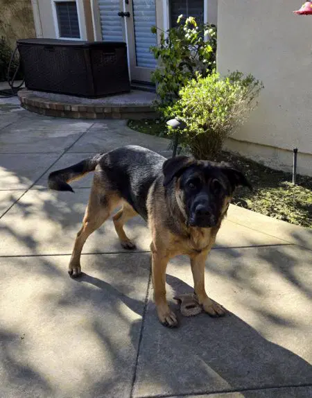 Bandit image 2